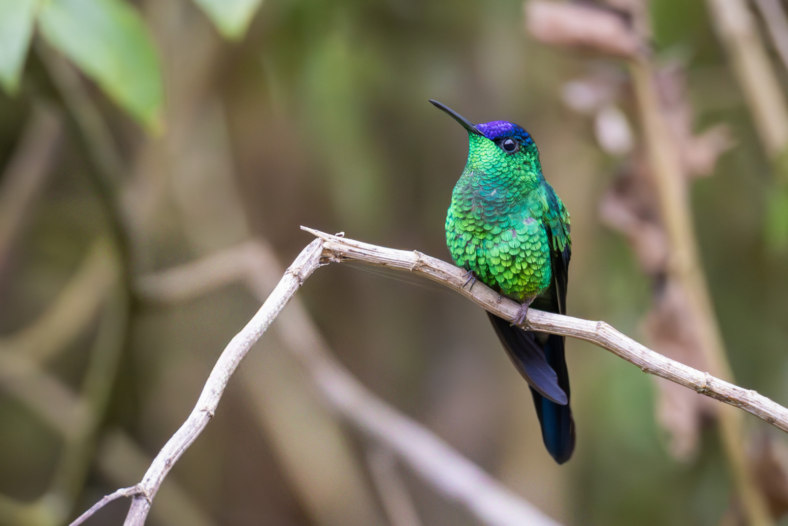 image Violet-capped Woodnymph